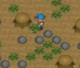 image-https://media.senscritique.com/media/000020088765/0/harvest_moon_64.png