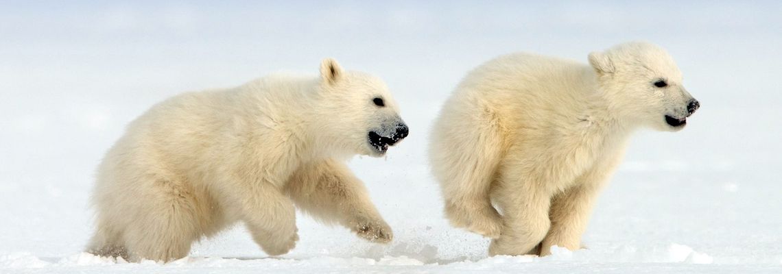 Cover Le Grand Voyage des ours blancs