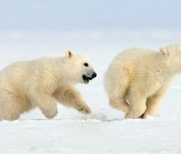 image-https://media.senscritique.com/media/000020095074/0/le_grand_voyage_des_ours_blancs.jpg