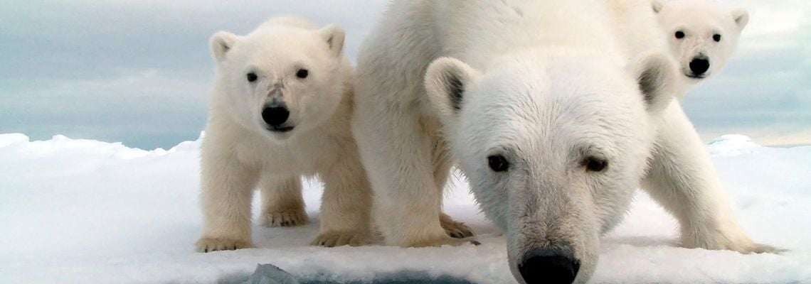 Cover Le Grand Voyage des ours blancs