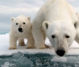 image-https://media.senscritique.com/media/000020095075/0/le_grand_voyage_des_ours_blancs.jpg