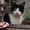 Avatar Tampopo Hou