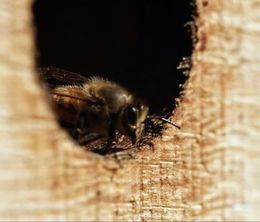 image-https://media.senscritique.com/media/000020101984/0/etre_avec_les_abeilles.jpg