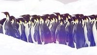 Penguins