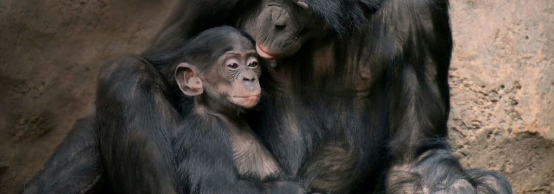 Cover Les grands singes : Ces primates si proches de l'Homme