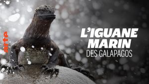 L'iguane marin des Galápagos