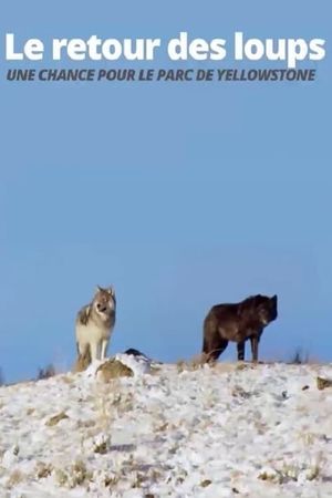Le Retour des Loups, une chance pour le Parc de Yellowstone