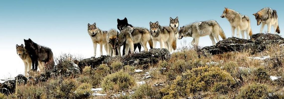 Cover Le Retour des Loups, une chance pour le Parc de Yellowstone