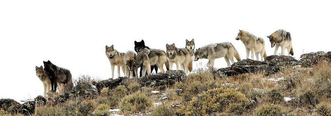 Cover Le Retour des Loups, une chance pour le Parc de Yellowstone