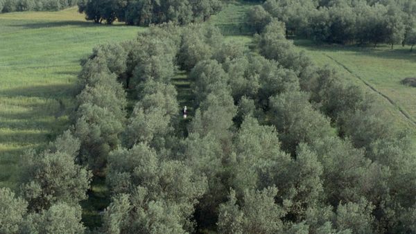 Au travers des oliviers