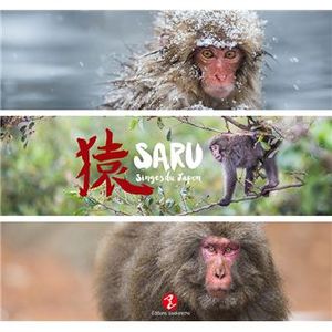 Saru, singes du Japon