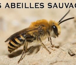 image-https://media.senscritique.com/media/000020150594/0/les_abeilles_sauvages.jpg