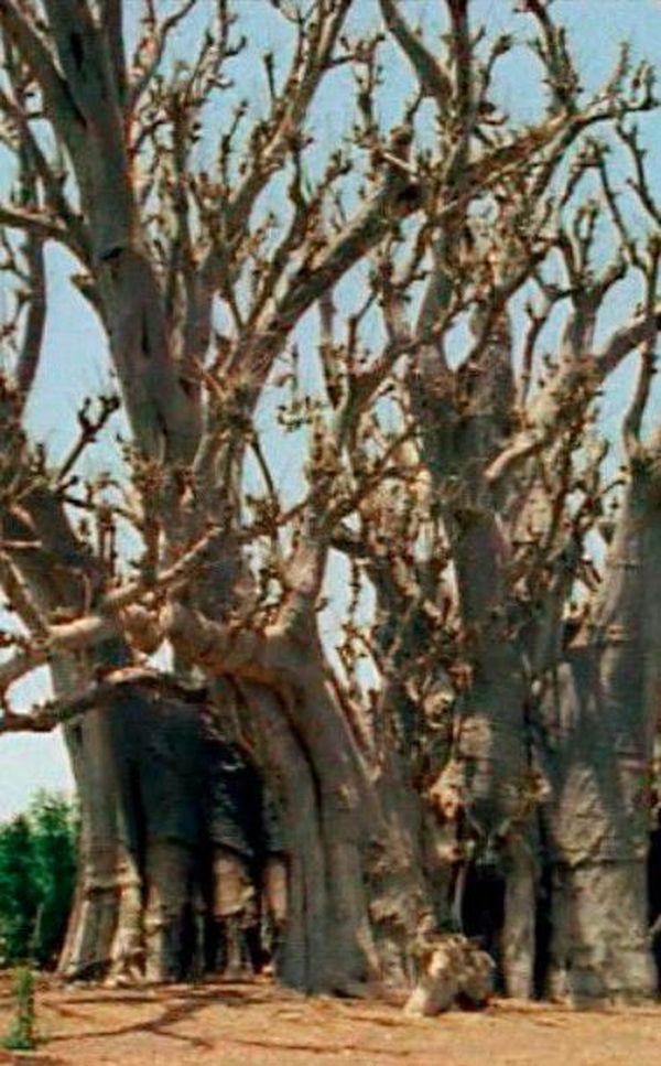 Baobab
