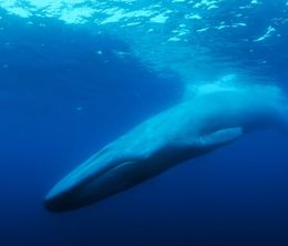 image-https://media.senscritique.com/media/000020167519/0/the_loneliest_whale_the_search_for_52.jpg