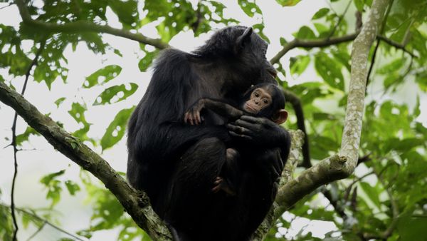 Grandir dans le monde animal