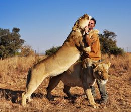 image-https://media.senscritique.com/media/000020199579/0/killer_iq_lion_vs_hyena.jpg