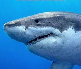 image-https://media.senscritique.com/media/000020202151/0/killer_sharks_decembre_sanglant.jpg