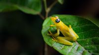 La forêt tropicale