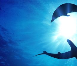 image-https://media.senscritique.com/media/000020203213/0/requins_vs_dauphins.jpg