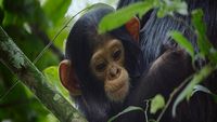 Histoire d'un Bébé Chimpanzé