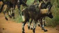 Histoire d'un Bébé Chien Sauvage