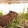 Avatar CapybaraTV Avatar CapybaraTV