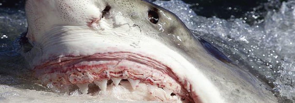 Cover Killer Sharks : Décembre Sanglant