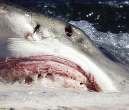 image-https://media.senscritique.com/media/000020218971/0/killer_sharks_decembre_sanglant.jpg