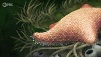 How the Starfish Got Its Arms