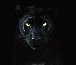 image-https://media.senscritique.com/media/000020237394/0/the_real_black_panther.jpg