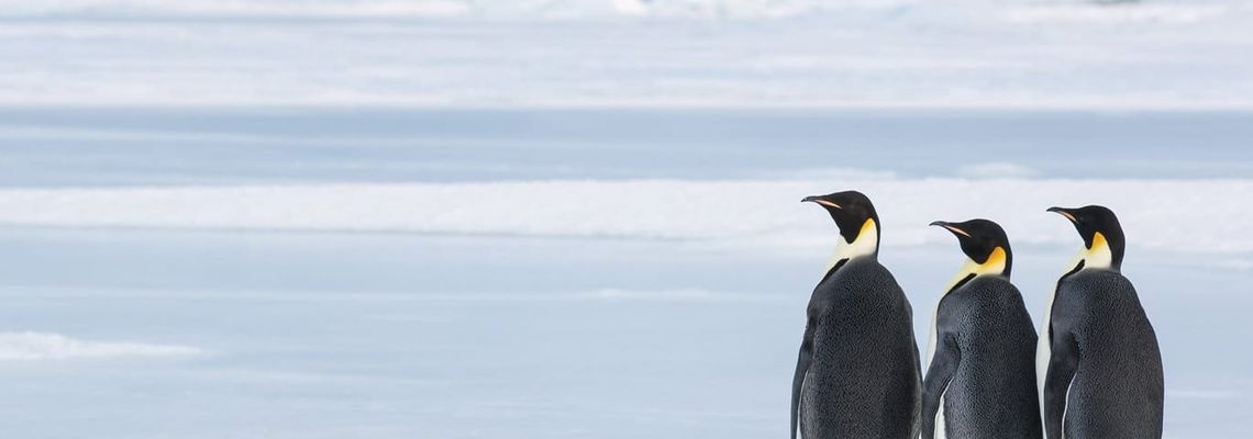 Cover Antarctica, sur les traces de l'empereur