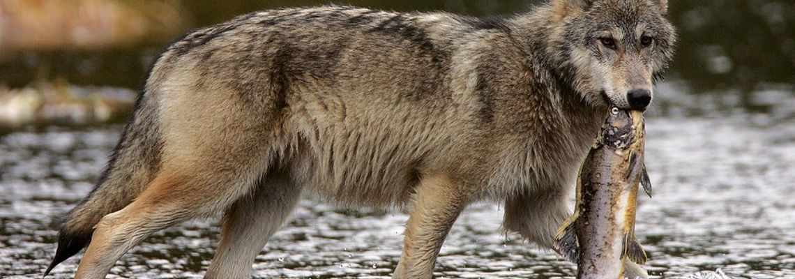 Cover Les Loups pêcheurs du Canada