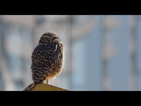 Bande-annonce de Nidal