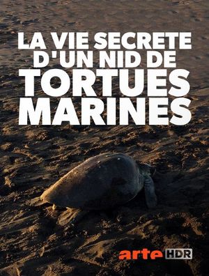 La Vie secrète d'un nid de tortues marines