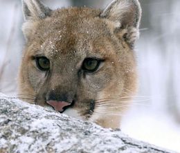 image-https://media.senscritique.com/media/000020273738/0/puma_le_fantome_du_gevaudan.jpg