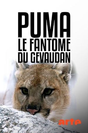 Puma - Le fantôme du Gévaudan