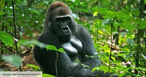 Congo - Au royaume des hominidés