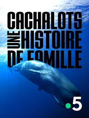 Cachalots - Une histoire de famille