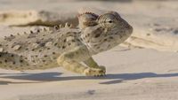 Namib: Land of Extremes