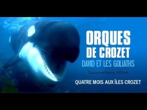 Les orques de Crozet : David et les Goliaths