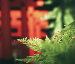 image-https://media.senscritique.com/media/000020340200/0/Explore_Fushimi_Inari.jpg