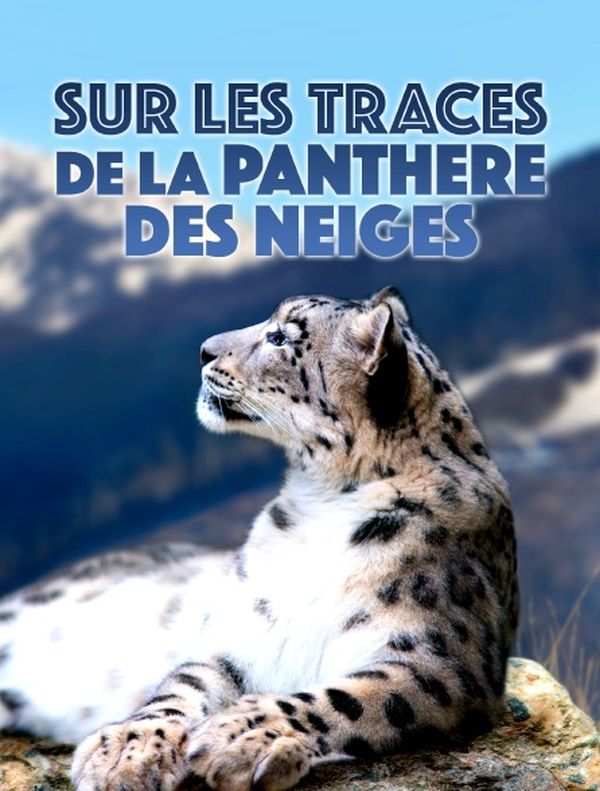 Sur les traces de la panthère des neiges