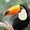Avatar Toucan Toco