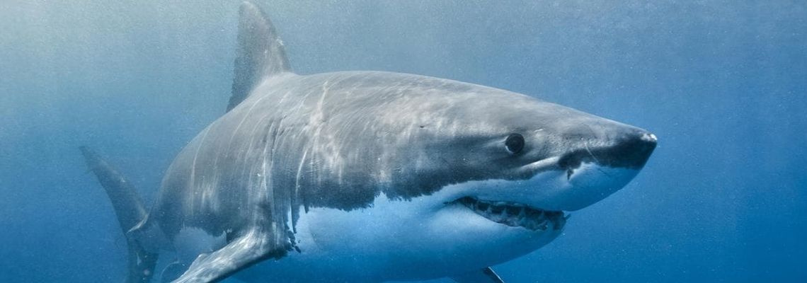 Cover Requins - Prédateurs menacés