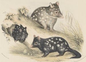 Three Quolls