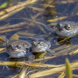 Rana temporaria