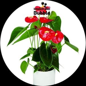 Anthurium (EP)