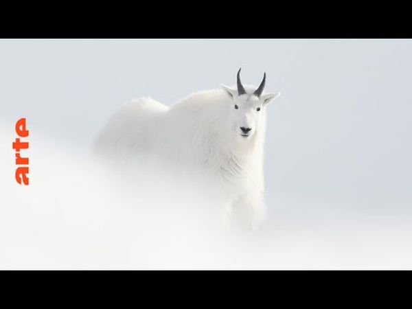 Yukon, un rêve blanc