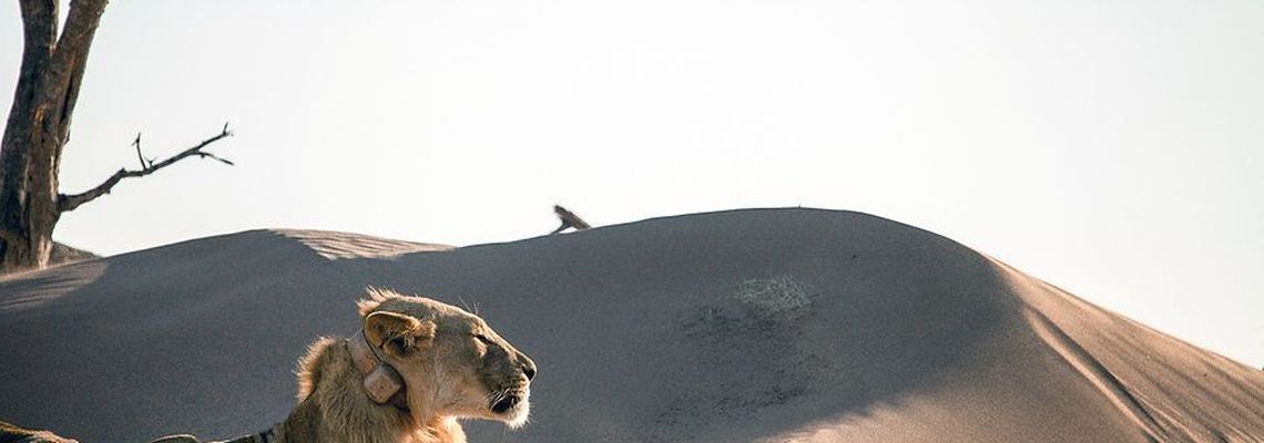 Cover Lions de Namibie - Les rois du désert