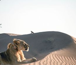 image-https://media.senscritique.com/media/000020373049/0/lions_de_namibie_les_rois_du_desert.jpg